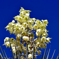 Blue Yucca, Yucca rigida