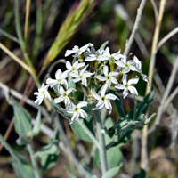 Woolly Bluestar or Gray Amsonia, Amsonia tomentosa 