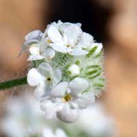 Narrowstem Cryptantha or Narrowstem Catseye, Cryptantha gracilis