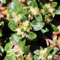 Small Matweed, Guilleminea densa