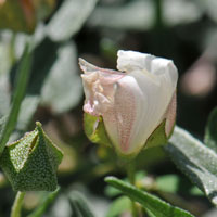 Arrowleaf Mallow, Malvella sagittifolia