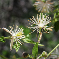 Drummond's Clematis or Clematis, Clematis drummondii