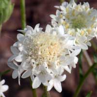 Esteve’s Pincushion or Steve’s Pincushion, Chaenactis stevioides