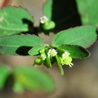 Hyssopleaf Sandmat, Chamaesyce hyssopifolia