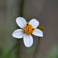 Bigelow's Beggarticks or Stickseed, Bidens bigelovii