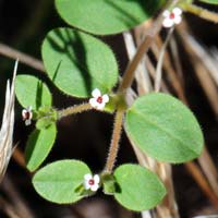 Arizona Sandmat or Spurge, Chamaesyce arizonica