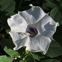 Desert Thorn-apple, Datura discolor