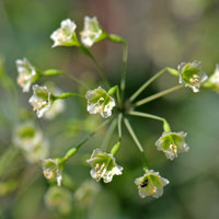 Climbing Wartclub or Climbing Spiderling, Boerhavia scandens