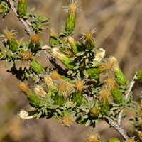 Yerba de Pasmo; flowers creamy white, Baccharis pteronioides