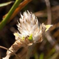 Pearly Globe Amaranth or Ball Clover, Gomphrena nitida