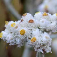 Western Pearly Everlasting; flowers may look white or yellow; Anaphalis margaritacea