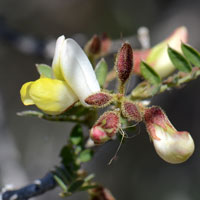 Coursetia glandulosa, Rosary Babybonnets