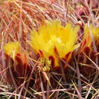 Long-spined Prickly Pear; yellow flowers with red base, Opuntia macrocentra