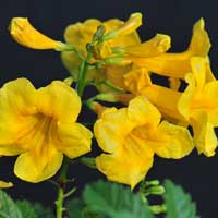 Yellow Trumpetbush or Yellow Elder, Tecoma stans