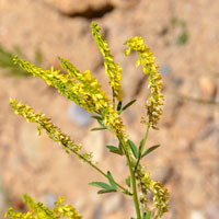 Melilotus indicus, Annual Yellow Sweetclover