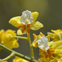 Parkinsonia microphylla, Yellow Paloverde