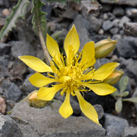 Adonis Blazingstar or Stickleaf, Mentzelia multiflora