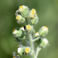 Laennecia coulteri, flowers may be white or yellow; Coulter's Horseweed