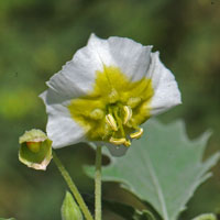 Sharpleaf Groundcherry or Wright Groundcherry; flowers whitish-yellow or yellow, Physalis acutifolia