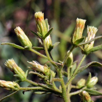 Brickellia floribunda, flowers may be pale yellow to greenish white; Chihuahuan Brickellbush