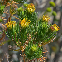 Schott's Pygmycedar or Desert Fir, Peucephyllum schottii