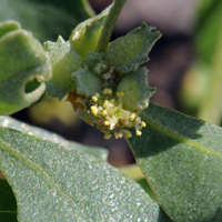 Quailbush, Atriplex lentiformis