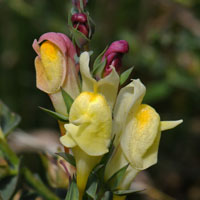 Yellow Toadfax or Butter and Eggs, Linaria vulgaris