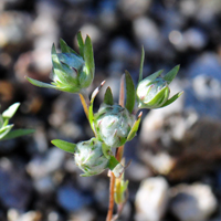 Arizona Cottonrose or Fluffweed, Logfia arizonica
