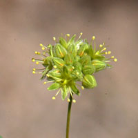 Desert Trumpet or Indian Pipeweed, Eriogonum inflatum