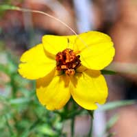 Rocky Mountain Zinnia, Zinnia grandiflora