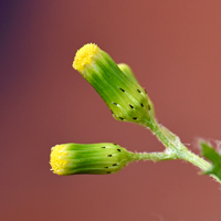 Common Groundsel or Old-Man-in-the-Spring, Senecio vulgaris
