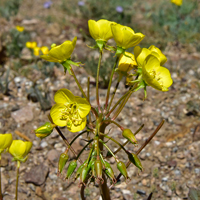 Yellow Cups or Golden Suncup, Chylismia brevipes