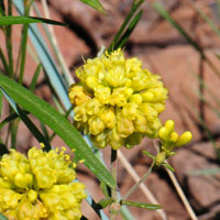 Sulphur-flower Buckwheat, Eriogonum umbellatum