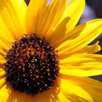 Common Sunflower or Annual Sunflower, Helianthus annuus