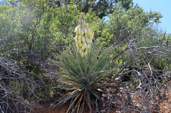 Datil Yucca Yucca baccata, Banana Yucca, Southwest Desert Flora