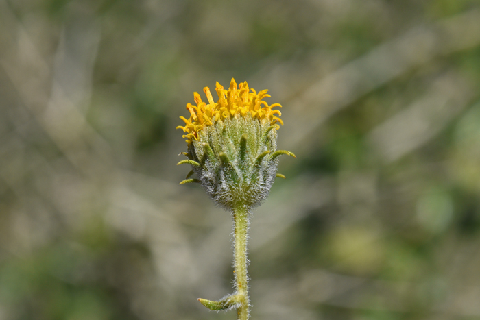 Button Brittlebush is like Brittlebush, but the flowers typically are disk only, meaning they have no ray flowers as seen on Brittlebush. The phyllaries, subtending the flower, are narrowly lanceolate. Encelia frutescens