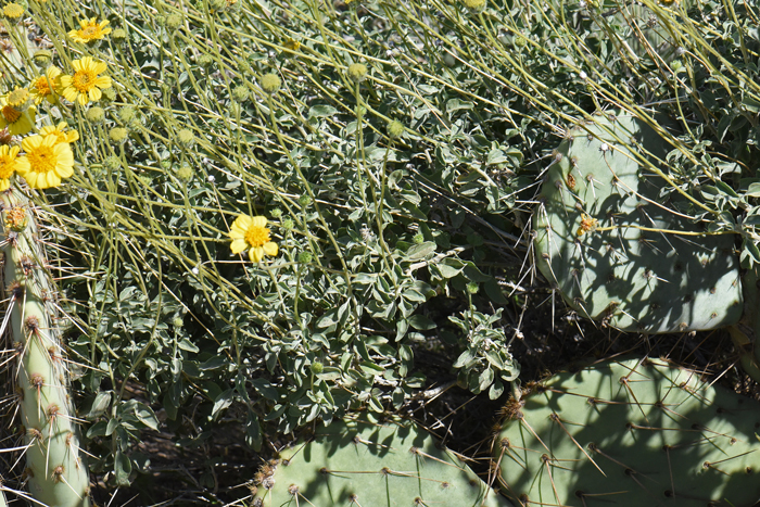 Virgin River Brittlebush has solitary flowers on the top of long slender stems, a major difference from the flowers on Brittlebush which are branched (similar to a panicle or cyme). Encelia virginensis