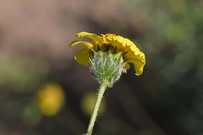 Virgin River Brittlebush has yellow flowers, both ray and disk florets. Note here that the phyllaries subtending the flower are narrowly ovate to deltate. Encelia virginensis Virgin River Brittlebush has yellow flowers, both ray and disk florets. Note here that the phyllaries subtending the flower are narrowly ovate to deltate. Encelia virginensis