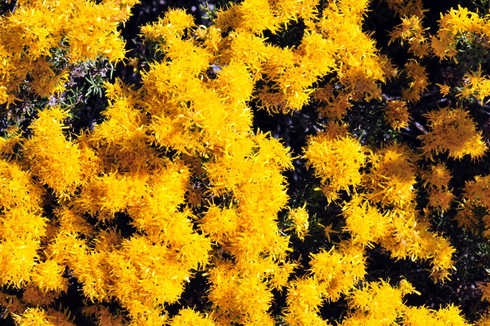 Turpentine Bush is a late summer and fall bloomer that has showy flowers. Plants are found in elevations from 3,000 to 6,000 feet (914-1,829 m). Ericameria laricifolia