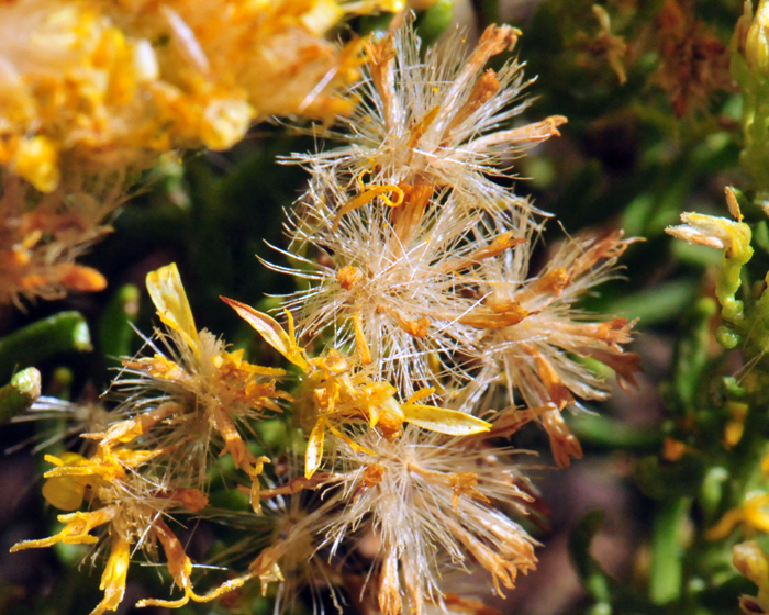 Turpentine Bush has air-bourne fruits that range from soft white to brown. Plants bloom from August or September to October or November. Ericameria laricifolia