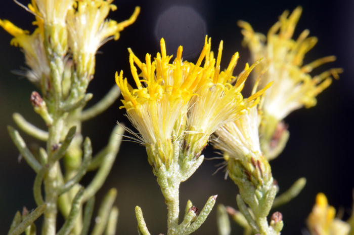 Turpentine Bush has showy bright yellow flowers in cyme-like arrays. The fruit is called a cypsela and this one has a soft-hairy white to brown pappus. Ericameria laricifolia