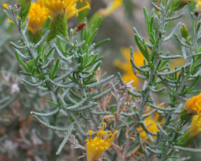 Turpentine Bush has small dark green leaves that are crowded along the stems. Note that the needles are thin or filiform and the leaves are somewhat fleshy. Leaves are aromatic and smell like turpentine. Ericameria laricifolia