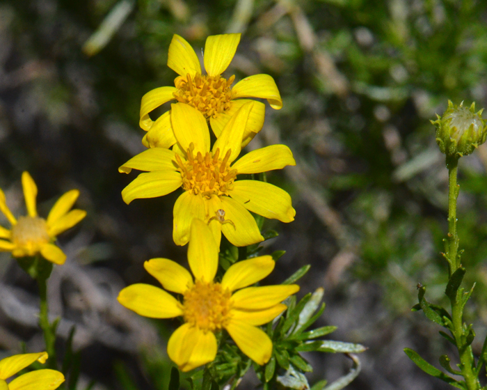 Narrowleaf Goldenbush is one of the showiest members of the genus Ericameria with bright yellow flowers blooming from March to May or June. Ericameria linearifolia