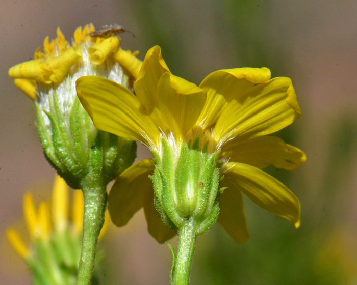 Narrowleaf Goldenbush; Note bracts (phyllaries) surrounding flower hear, green to tan, ovate to lanceolate in sub-equal parts. They may be smooth or sparsely hairy. Ericameria linearifolia 