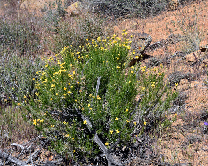 Narrowleaf Goldenbush; Branches are erect to spreading and new stems are green, smooth or covered with minute soft erect hairs. Leaves are linear, green, up to 2 inches long with a smooth leaf surface or sparsely hairy. Ericameria linearifolia 