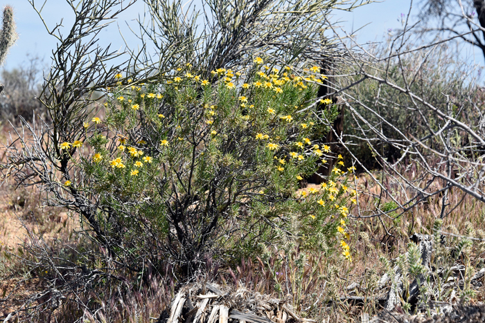 Narrowleaf Goldenbush is a perennial shrubby plant that grows up to 4 or 5 feet tall, but usually much shorter. Plants are found in AZ, CA, NV, UT at elevations up to 6,000 feet or so; habitat preferences include rocky and sandy soils, dry slopes, saltbush and creosote-bush communities. Ericameria linearifolia