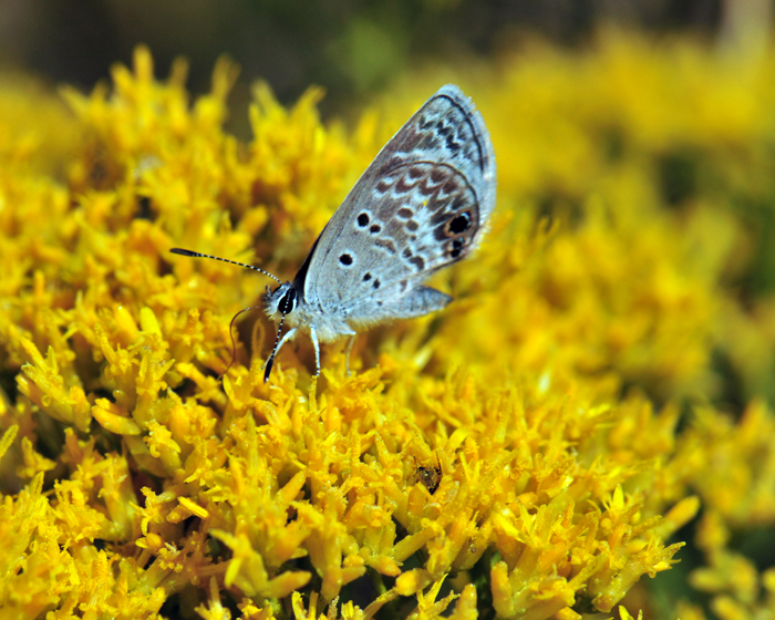 Rubber Rabbitbrush with its eye-catching bright yellow flowers and aromatic fragrances is a magnet for butterflies which serves as a food plants for their larvae. Also, the plants are browsed by rabbits. Ericameria nauseosa