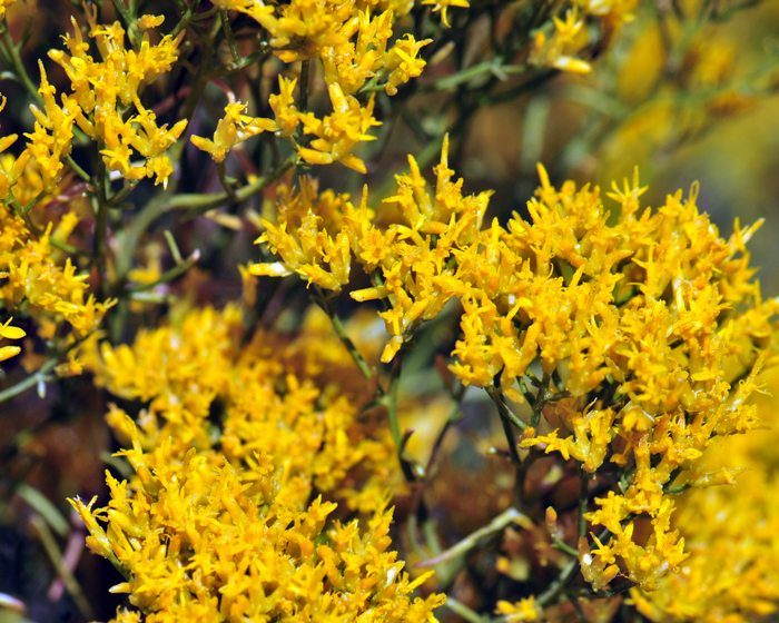 Rubber Rabbitbrush blooms from July to November and prefers elevations from 2,000 to 8,000 feet (609-2,438 m). This is a western North American species. Ericameria nauseosa