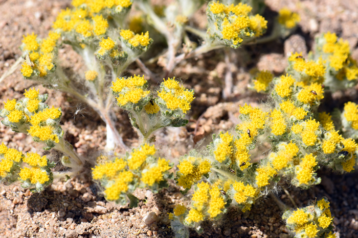 Pringle's Wooly Sunflower is a small woolly-white attractive species with tiny yellow all-disk flowers. The plants only grow up to about 2 inches or so. Eriophyllum pringlei