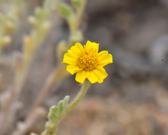 Wallace Eriophyllum is also called Woolly Daisy or Woolly Easterbonnets has showy yellow flowers generally with yellow centers. Eriophyllum wallacei